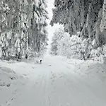 Jeleni Drevenice S Vlastni Virivkou Horni Halze