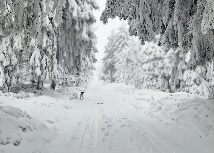 Jeleni Drevenice S Vlastni Virivkou Horni Halze